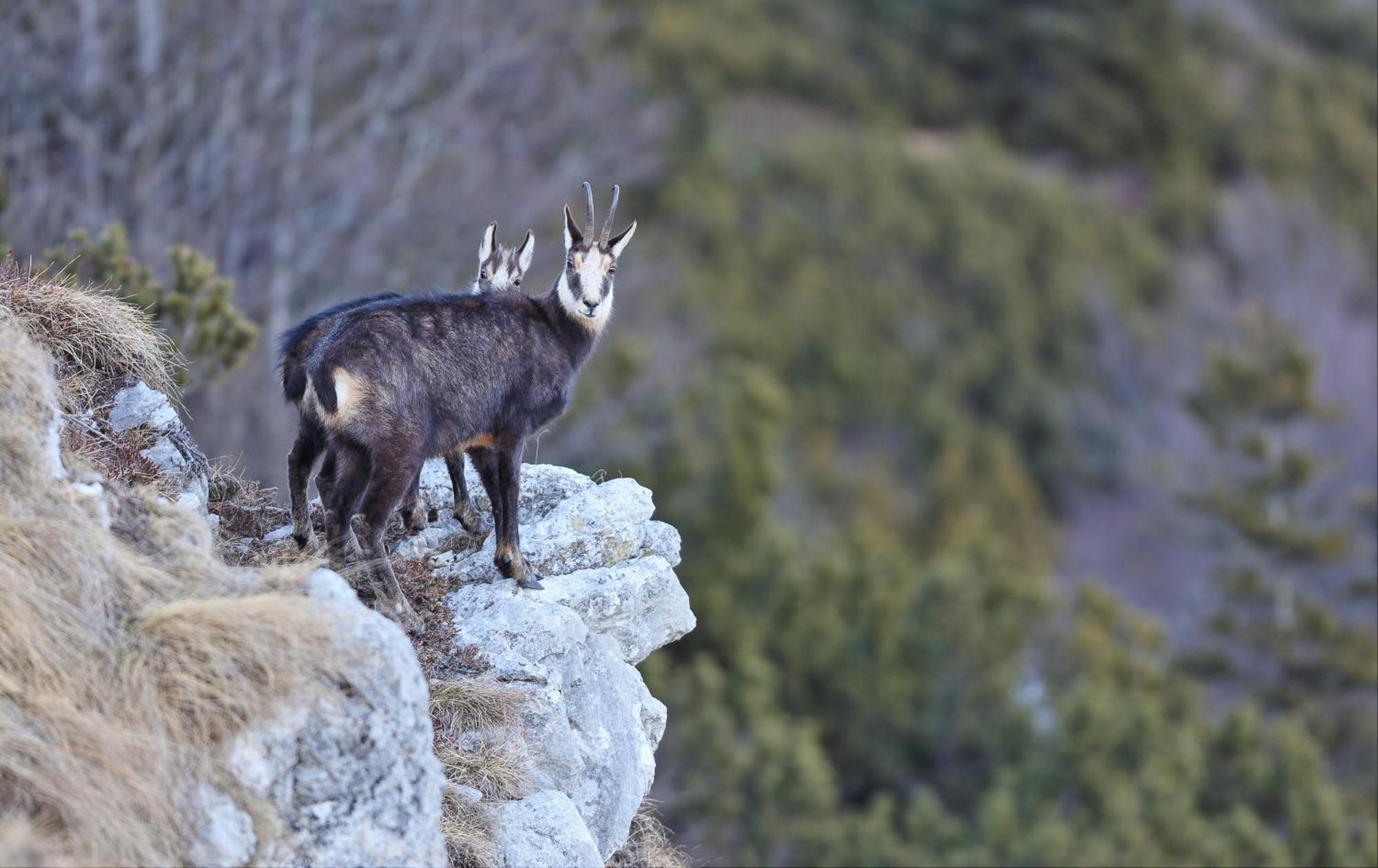 Casa Leon D'Oro Otel Bosco Chiesanuova Dış mekan fotoğraf