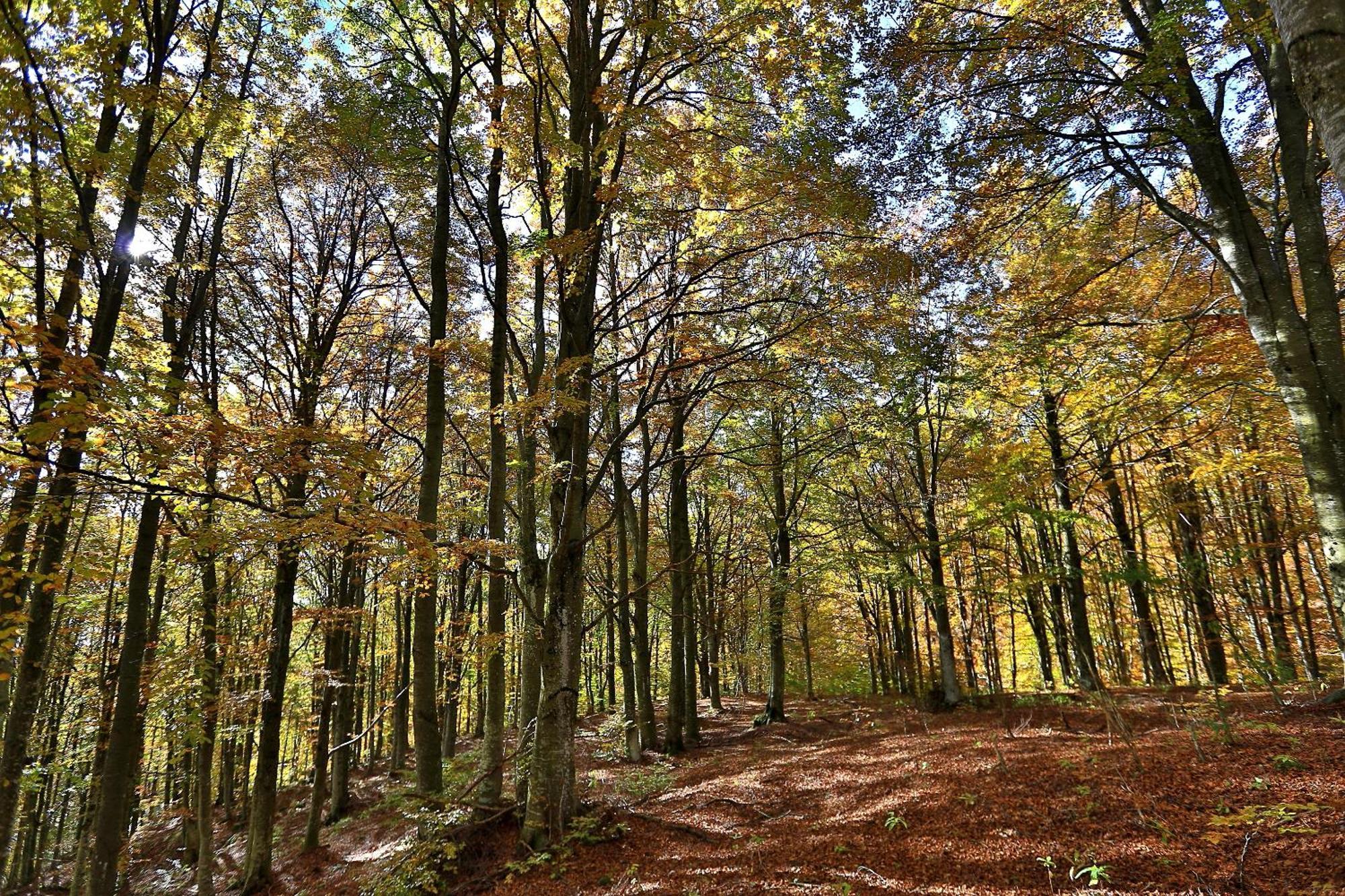 Casa Leon D'Oro Otel Bosco Chiesanuova Dış mekan fotoğraf